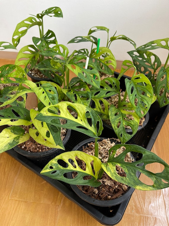 10x Monstera adansonii aurea - Etsy.de