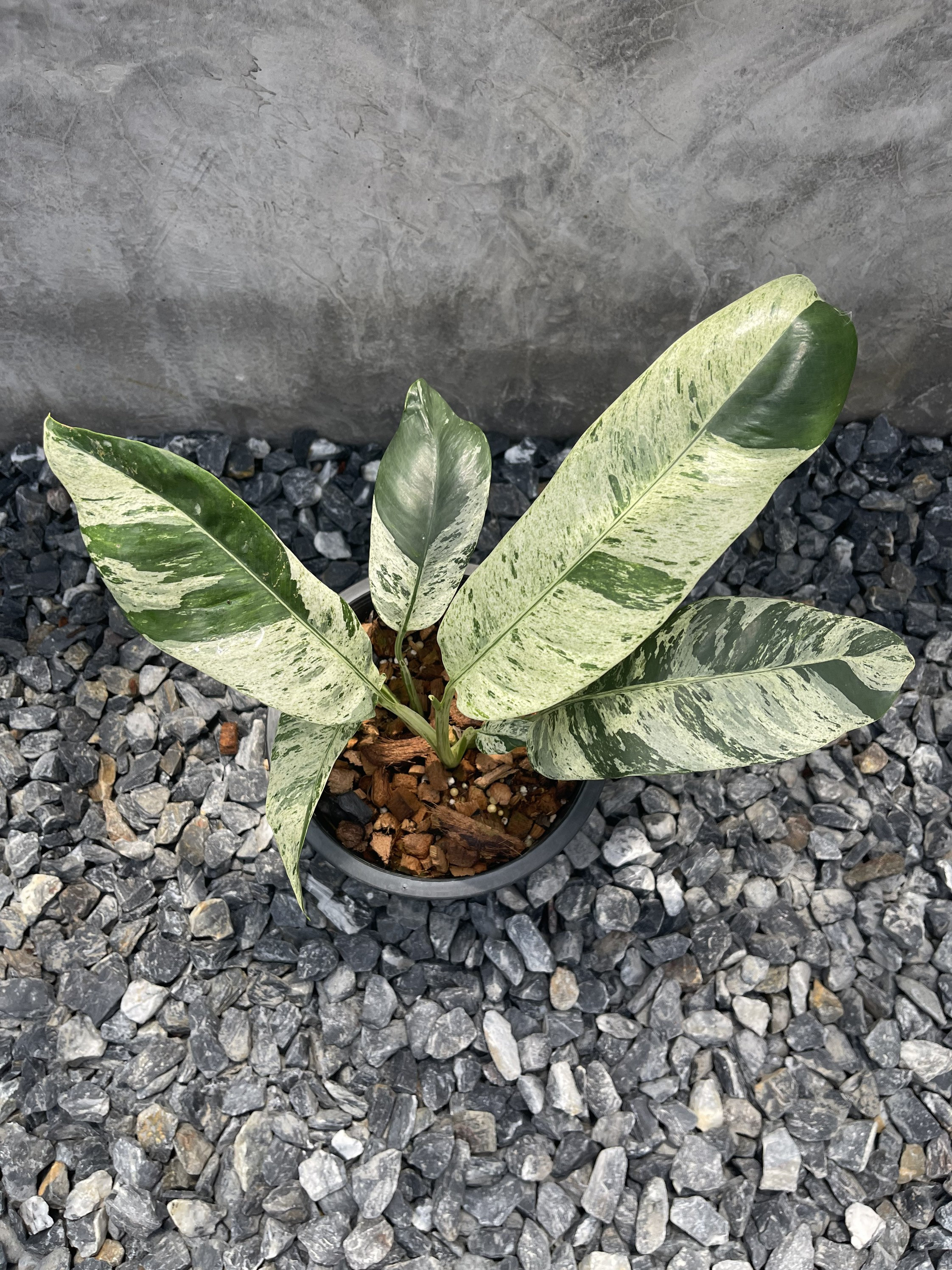 Epipremnum giganteum variegated - Etsy 日本