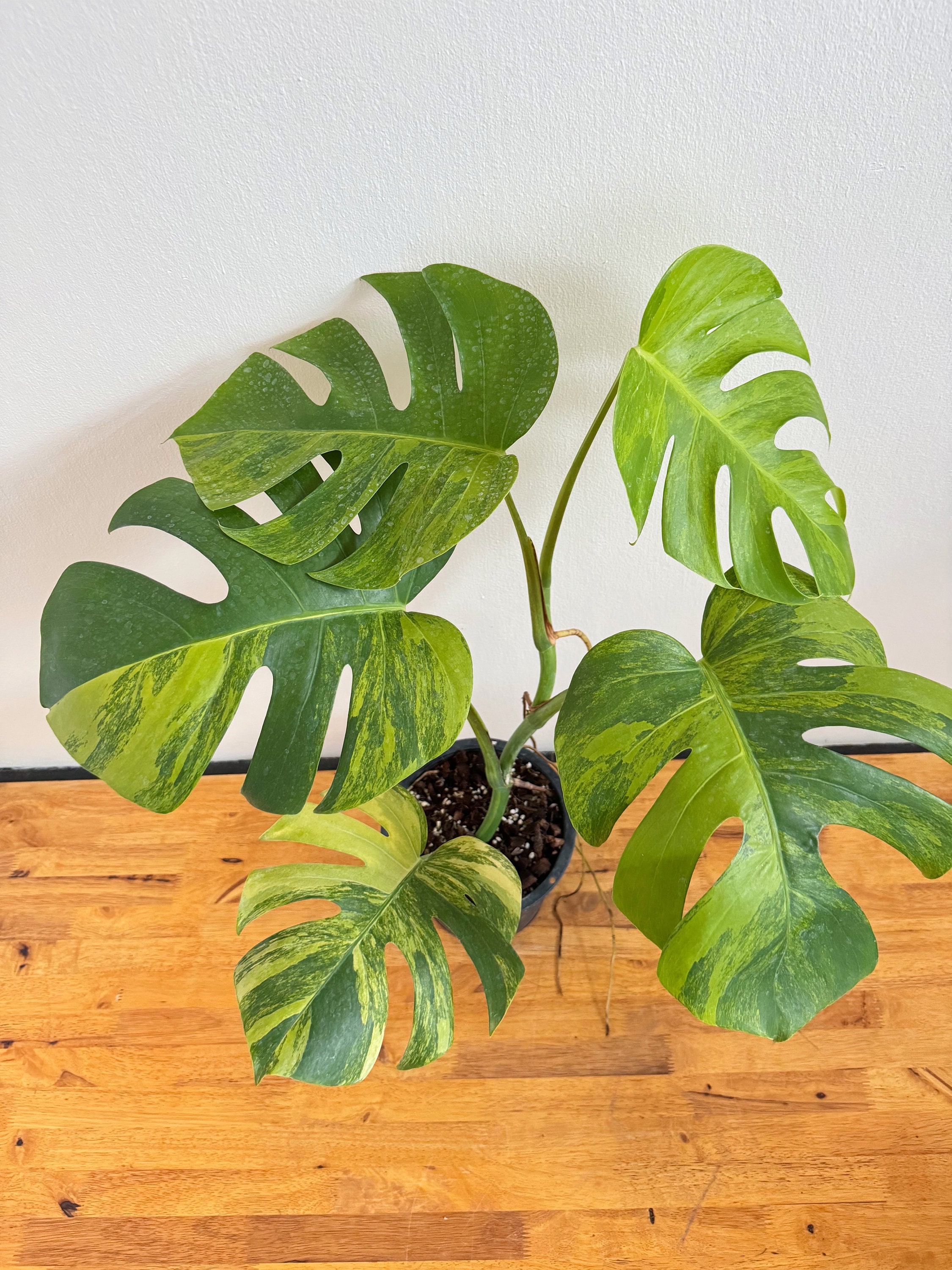 1x Monstera Green on Green - Etsy 1x Monstera Green on Green - Etsy
