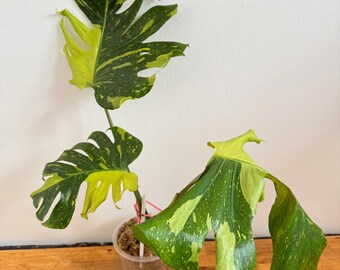 希少なモンステラ エレクトロライト（トッププラント） - Etsy 日本