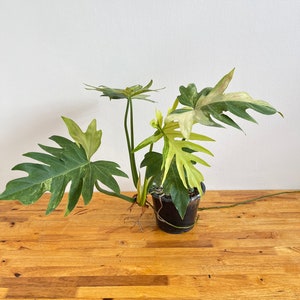 Philodendron Radiatum Variegated image 1