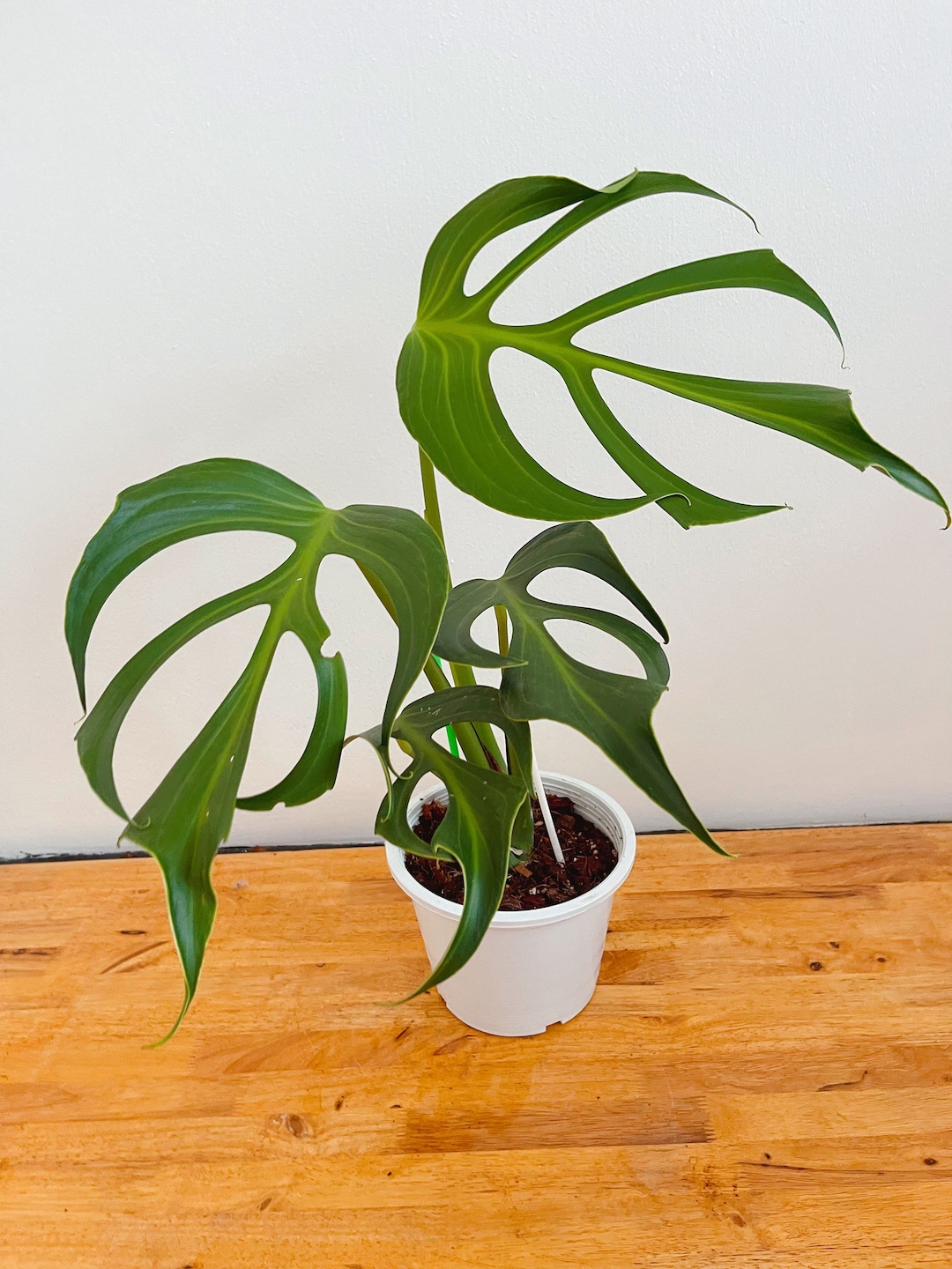 Monstera Burle Marx Flame ( Mature Form) - Etsy