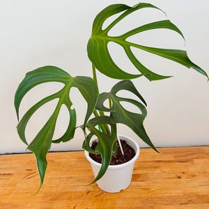 Monstera burle marx flame ( Mature form)