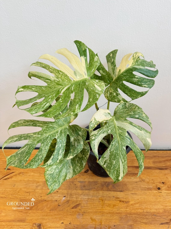 macrophylla kirschlorbeer Heckenpflanzen Heckenpflanzen online kaufen aus Heckenpflanze Prunus  lauroc. 'Schipkaensis Macrophylla' – Mitteldeutsche-Baumschulen