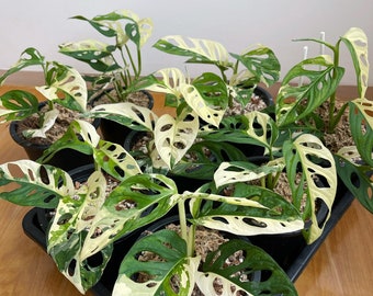 5x Monstera adansonii albo variegated