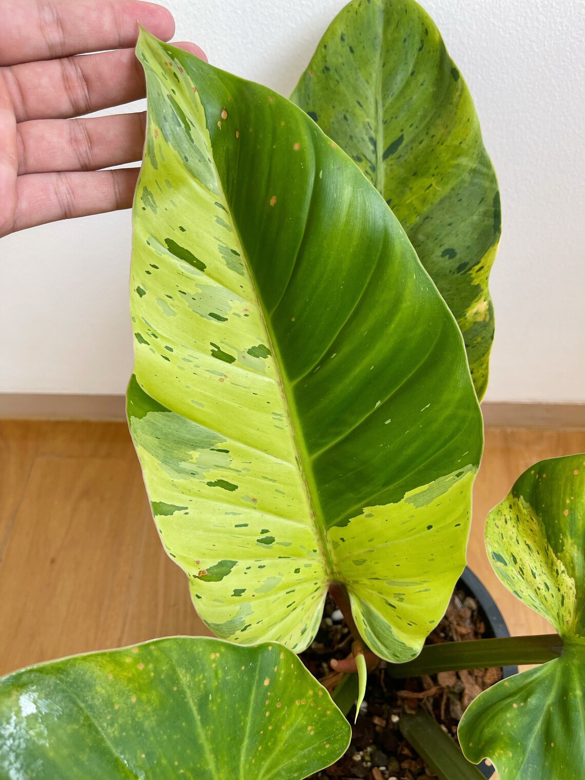 Rare Philodendron Ruaysap Variegated Free Shipping - Etsy