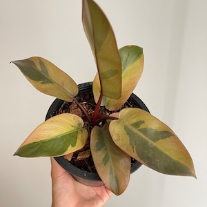 1x Philodendron black cardinal variegated no.2