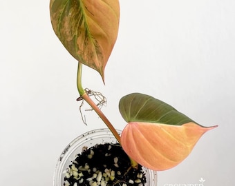 Philodendron micans variegated