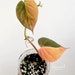 see more listings in the Philodendron spp. section