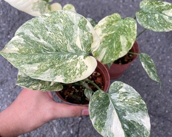 beetle1961mk　同時梱包割引 モンステラ13 斑入　レガシー beetle1961mk 同時梱包割引 モンステラ13 斑入 レガシー 楽天