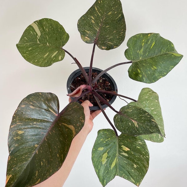 Orange Princess Philodendron Etsy