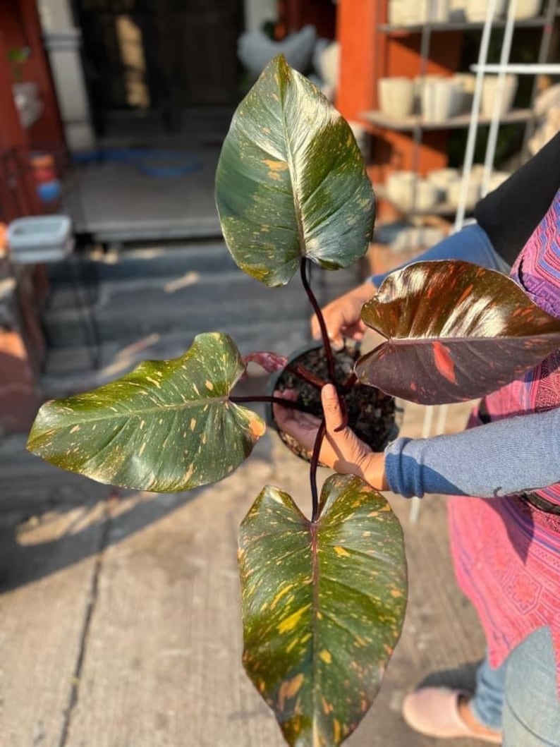 Philodendron Orange Princess Variegated Etsy