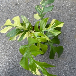 Rhaphidophora tetrasperma albo variegated