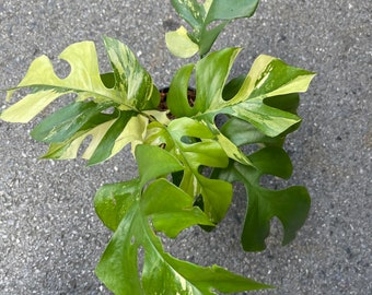 Rhaphidophora tetrasperma albo variegated