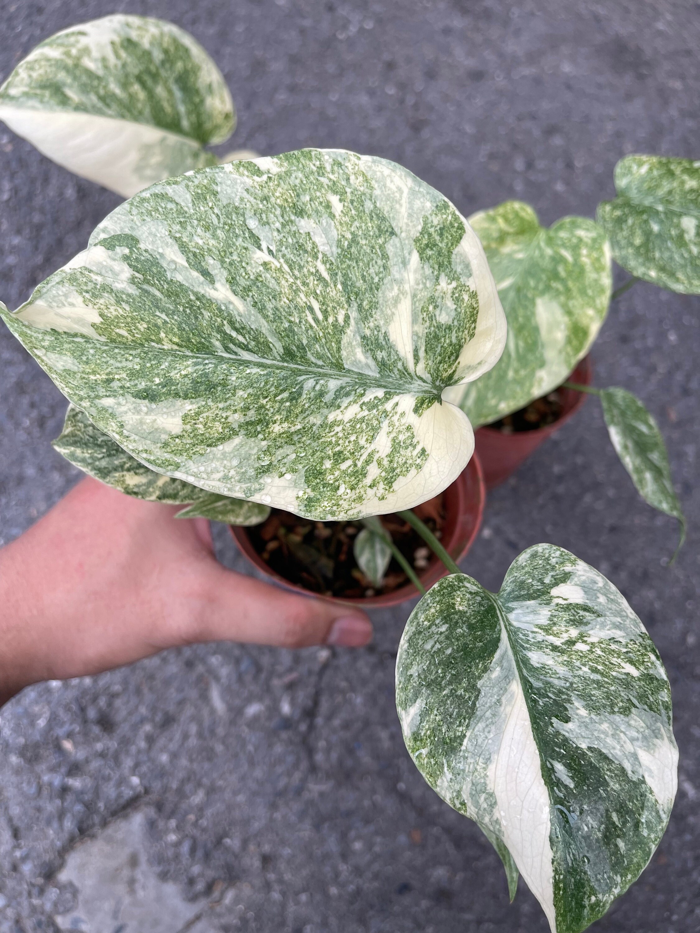 k*i様 本物 モンステラ レガシー tc株 モンステラ・レガシー / Monstera deliciosa 'Legacy'⑤