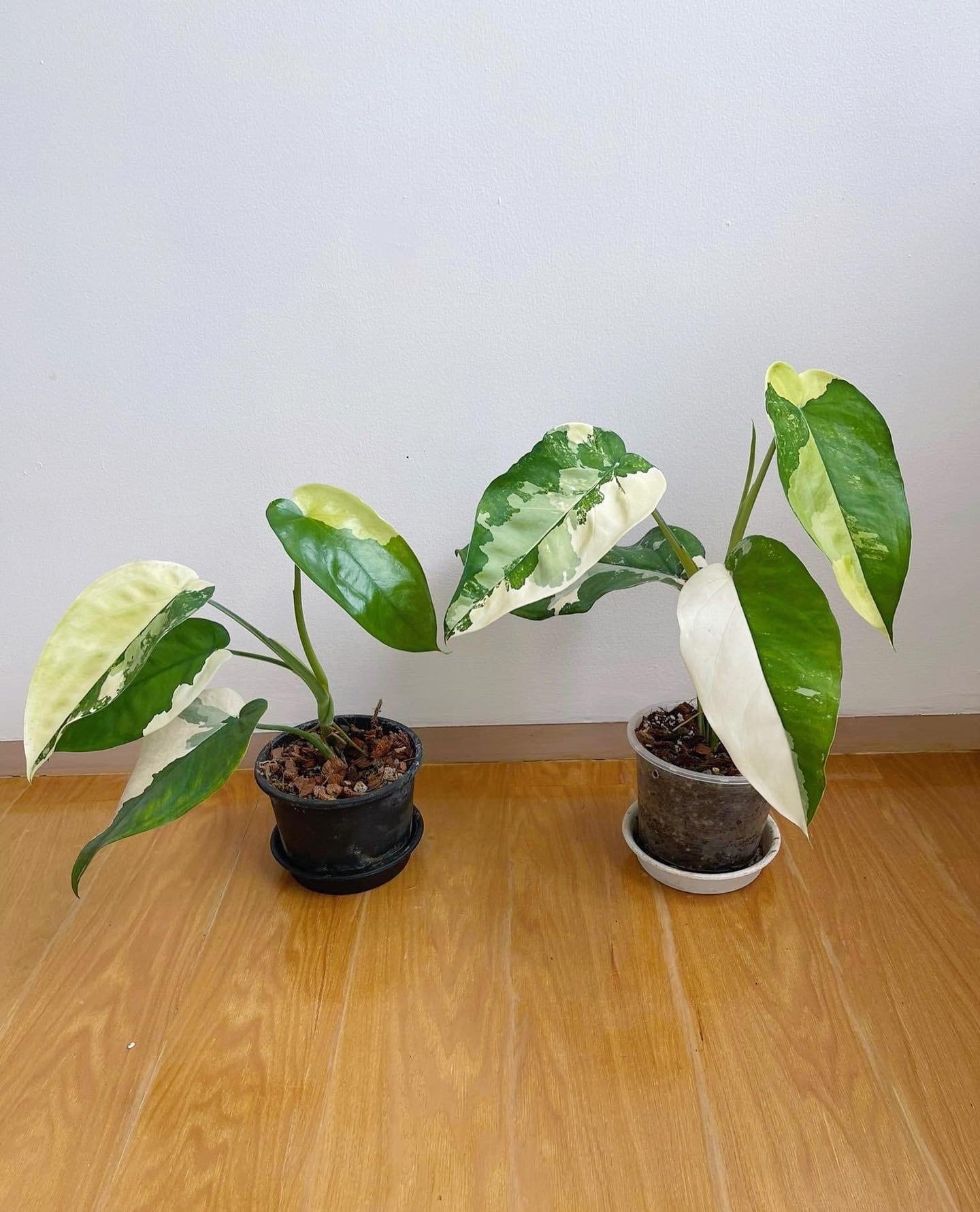 syngonium chiapense variegated syngonium chiapense variegated