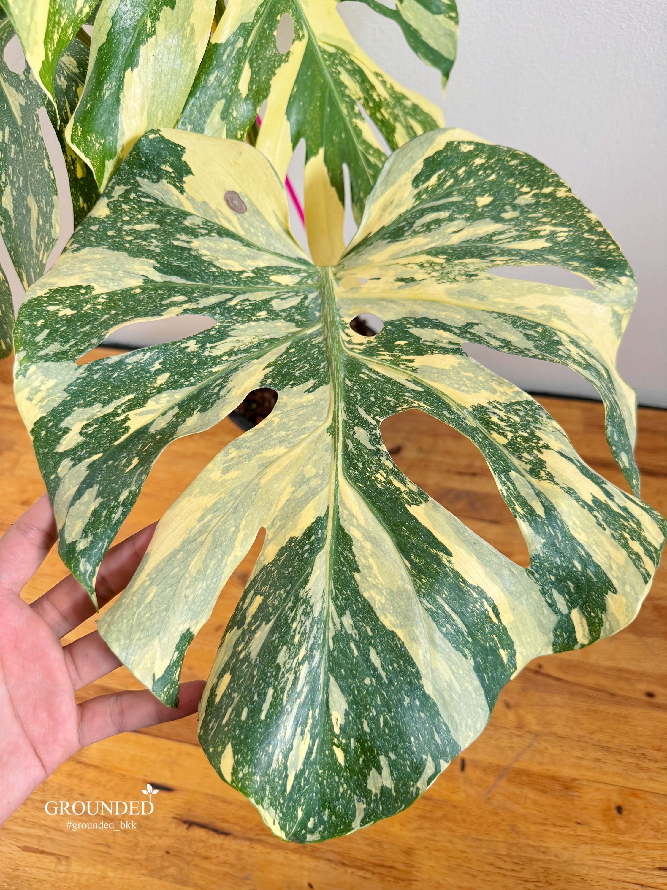 Monstera Creme Brulee - Etsy Monstera Creme Brulee - Etsy