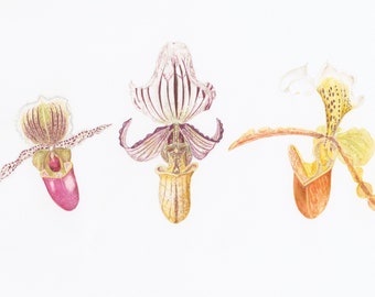 Three Paphiopedilum Orchids