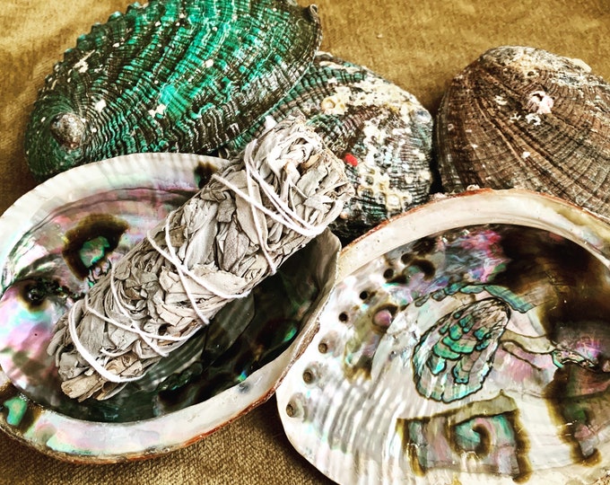 Abalone Shell