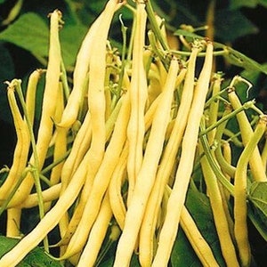 Top Notch Golden Bean Seeds - Open-Pollinated for Seed Saving - Non-Hybrid & Non-GMO - Canada Heirloom Vegetable Seeds