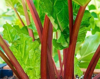 Victoria Rhubarb Seeds - Open-Pollinated for Seed Saving - Non-Hybrid & Non-GMO - Canada Heirloom Fruit Seeds