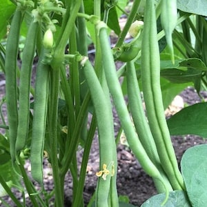 Tendergreen Bean Seeds - Open-Pollinated for Seed Saving - Non-Hybrid & Non-GMO - Canada Heirloom Vegetable Seeds