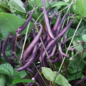 Royal Burgundy Bean Seeds - Open-Pollinated for Seed Saving - Non-Hybrid & Non-GMO - Canada Heirloom Vegetable Seeds