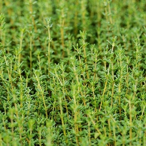 Winter Thyme Herb Seeds - Open-Pollinated for Seed Saving - Non-Hybrid & Non-GMO - Heirloom Canada Herb Seeds