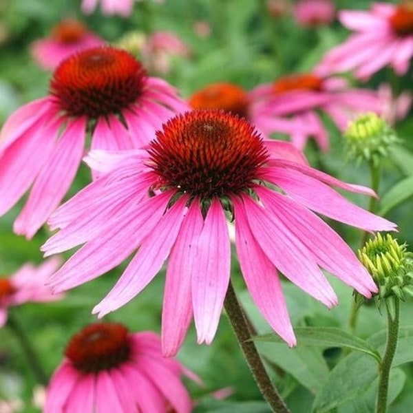 Purple Coneflower Echinacea Flower Seeds - Open-Pollinated for Seed Saving - Non-Hybrid - Canada Flower Seeds