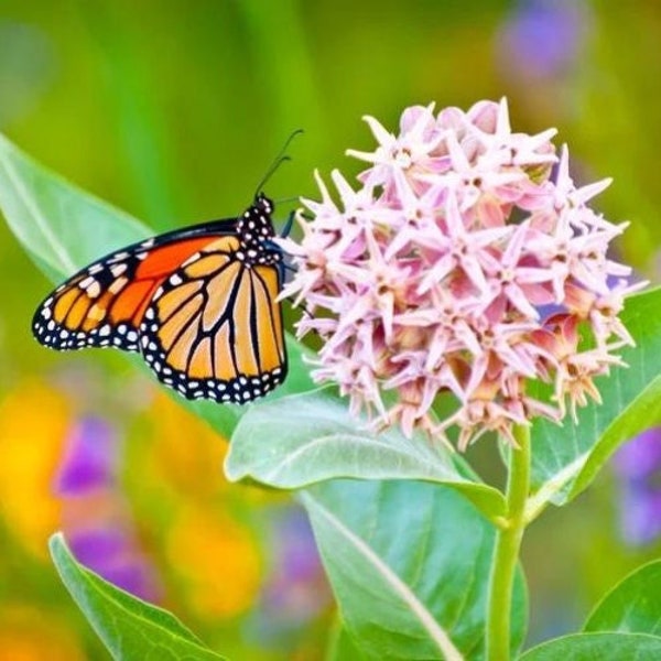 Common Milkweed Flower Seeds - Open-Pollinated for Seed Saving - Non-Hybrid & Non-GMO - Heirloom Canada Flower Seeds