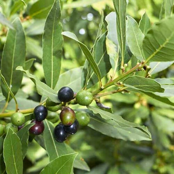 Bay Laurel Seeds- Open-Pollinated for Seed Saving - Non-Hybrid & Non-GMO - Heirloom Canada Herb Seeds