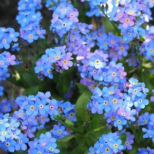 Forget Me Not Myosotis Flower Seeds - Open-Pollinated for Seed Saving - Non-Hybrid & Non-GMO - Heirloom Canada Flower Seeds