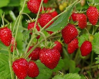 Baron Solemacher Strawberry Seeds - Open-Pollinated for Seed Saving - Non-Hybrid & Non-GMO - Canada Heirloom Fruit Seeds