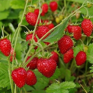 Baron Solemacher Strawberry Seeds - Open-Pollinated for Seed Saving - Non-Hybrid & Non-GMO - Canada Heirloom Fruit Seeds