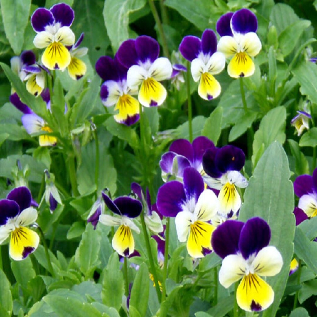 Viola Johnny Jump up Flower Seeds Open-pollinated for Seed - Etsy Canada