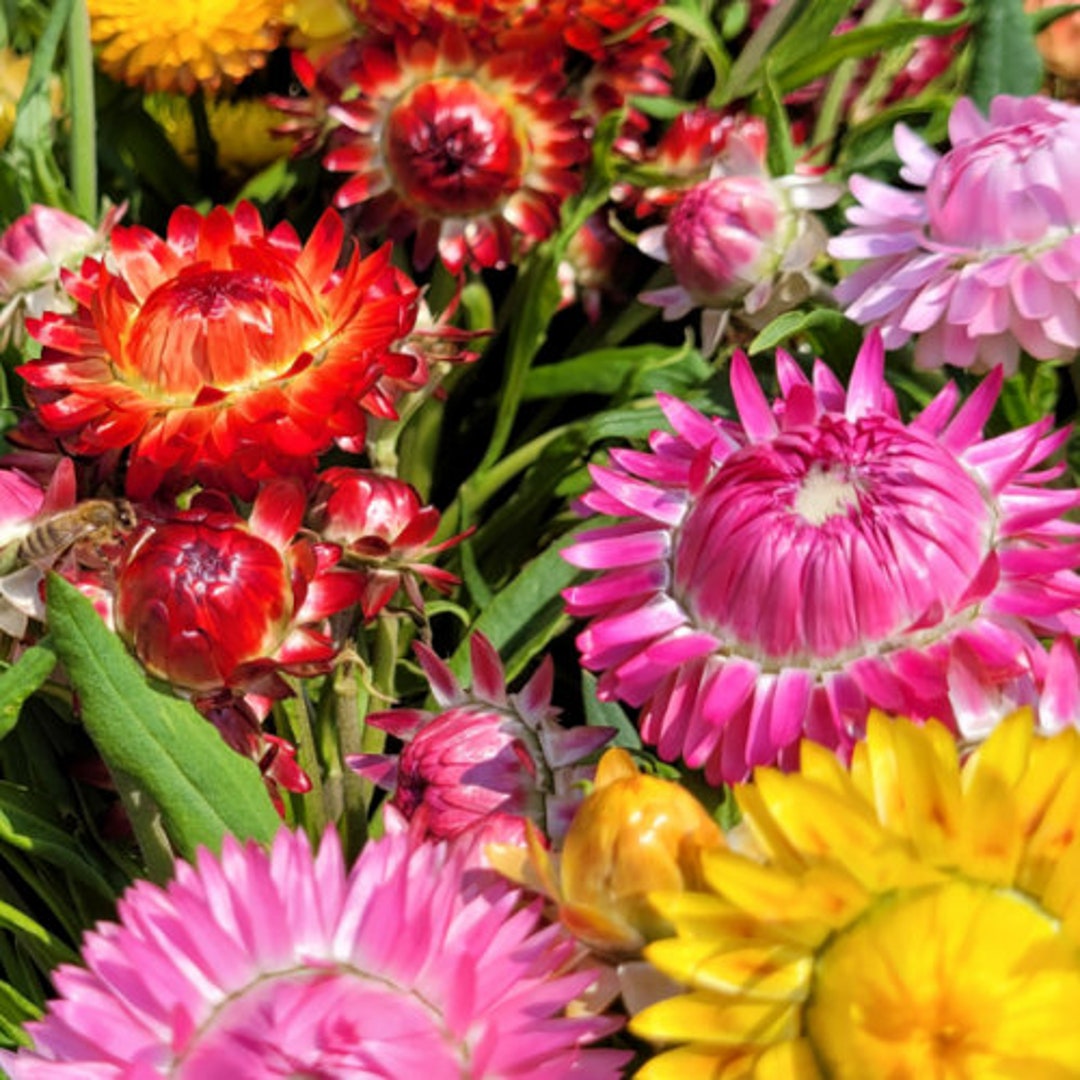 Monstrosum Mix Strawflower Flower Seeds Openpollinated for Seed Saving