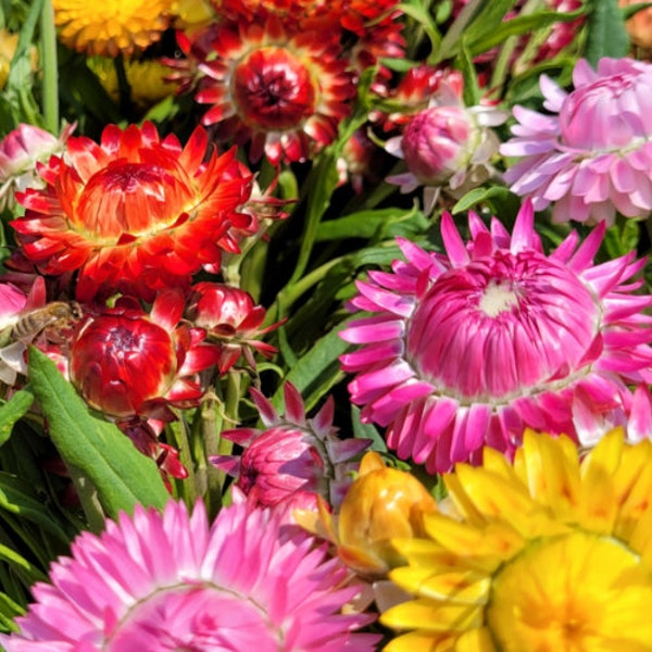 Monstrosum Mix Strawflower - Flower Seeds - Open-Pollinated for Seed Saving - Non-Hybrid & Non-GMO - Heirloom Canada Flower Seeds