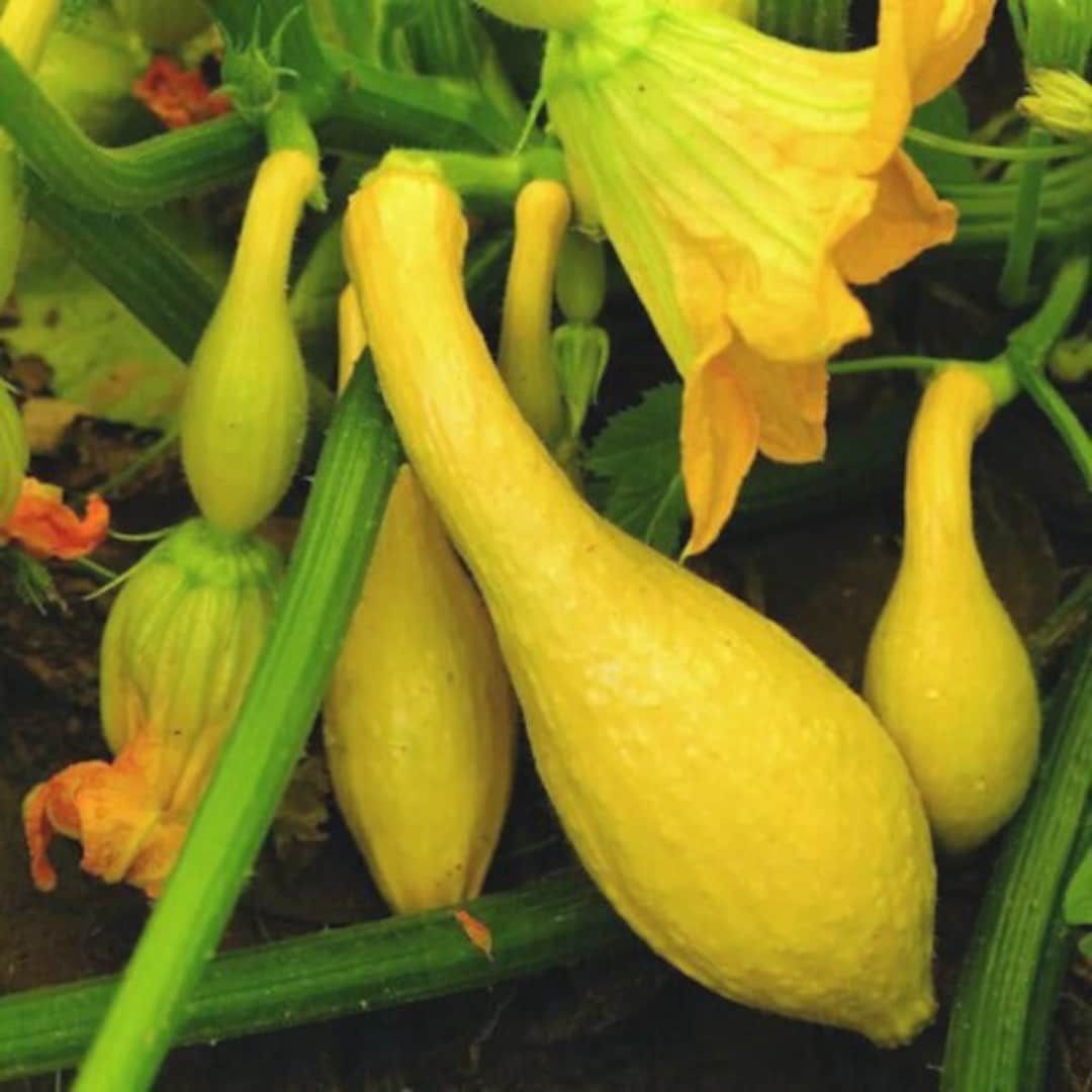 Early Yellow Crookneck Squash Seeds Openpollinated for Seed Saving Non