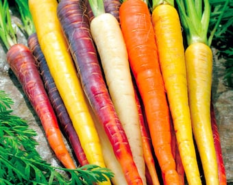 Rainbow Mix Carrot Seeds - Open-Pollinated for Seed Saving - Non-Hybrid & Non-GMO - Canada Heirloom Vegetable Seeds