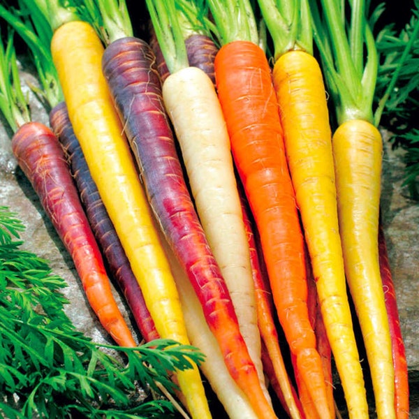 Rainbow Mix Carrot Seeds - Open-Pollinated for Seed Saving - Non-Hybrid & Non-GMO - Canada Heirloom Vegetable Seeds