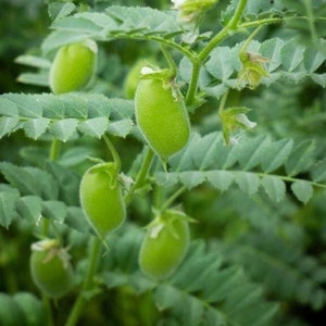 Chickpea Garbanzo Bean Seeds - Open-Pollinated for Seed Saving - Non-Hybrid & Non-GMO - Canada Heirloom Vegetable Seeds