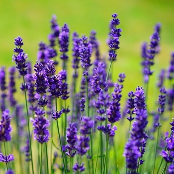 English Lavender Seeds - Open-Pollinated for Seed Saving - Non-Hybrid & Non-GMO - Heirloom Canada Herb Seeds