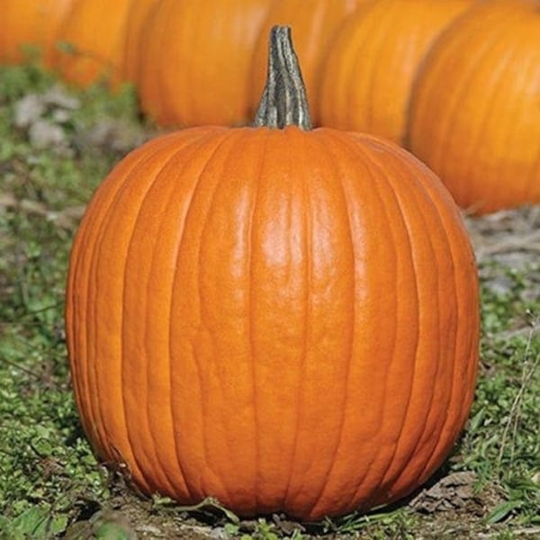 Jack O Lantern Pumpkin Seeds - Open-Pollinated for Seed Saving - Non-Hybrid & Non-GMO - Canada Heirloom Vegetable Seeds