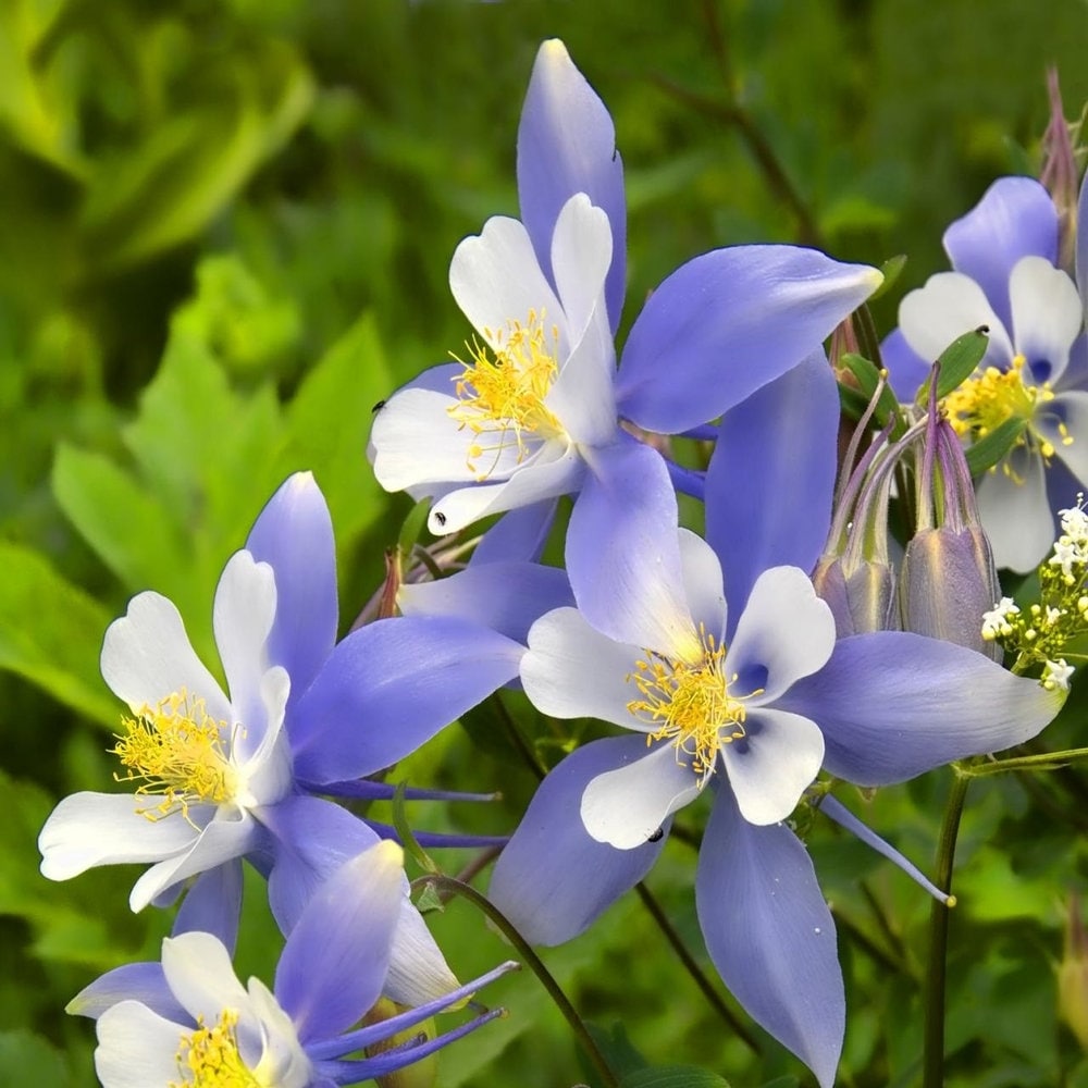 Blue columbine online