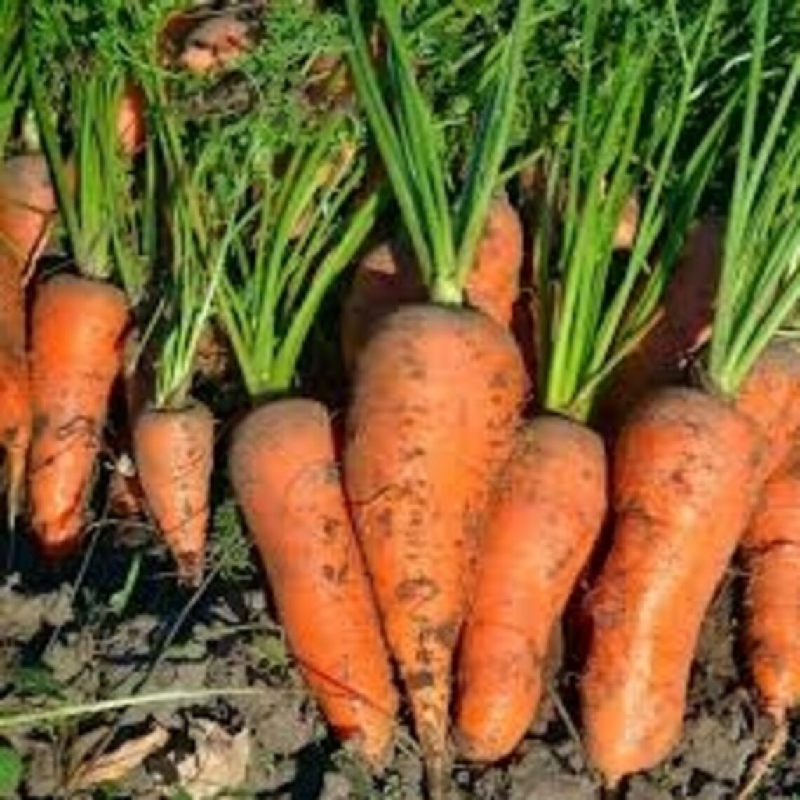8x Pack Carrot Seeds Gardening Collection NonGmo Etsy