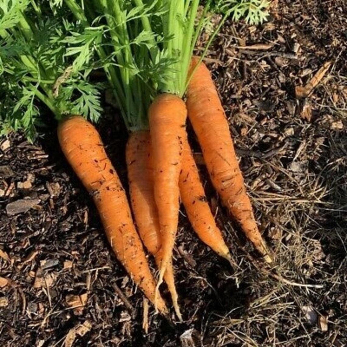 Autumn King Carrot Seeds Openpollinated for Seed Saving Etsy Canada
