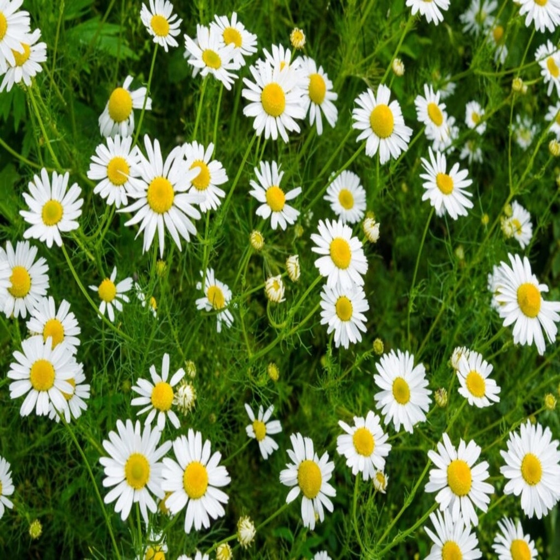Roman Chamomile Seeds Open-pollinated for Seed Saving - Etsy Canada