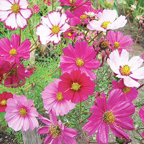 Cosmos Sensation Mix Flower Seeds - Open-Pollinated for Seed Saving - Non-Hybrid & Non-GMO - Heirloom Canada Flower Seeds