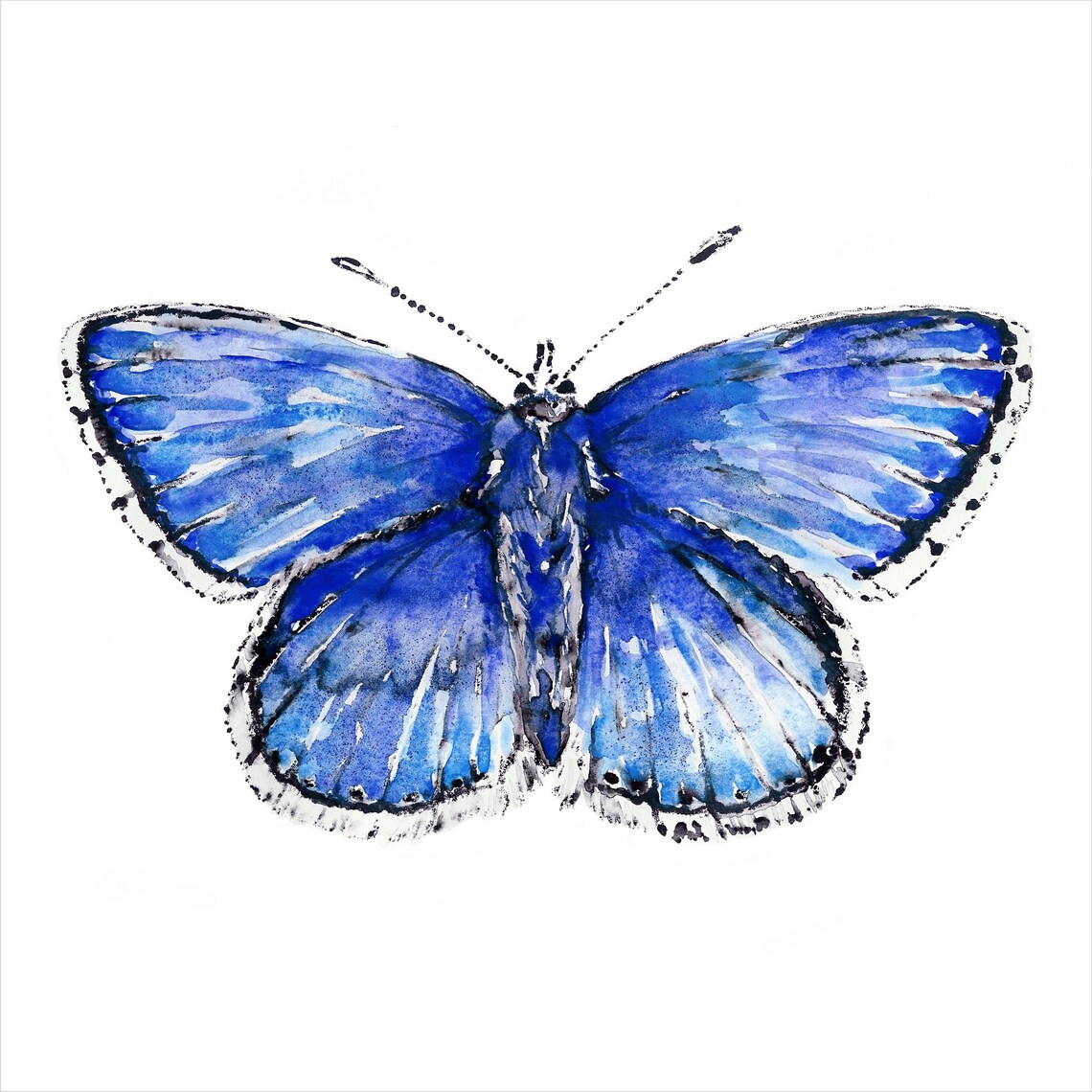 Adonis Blue Butterfly Print, Wall Art, Nursery Art, Butterfly Print