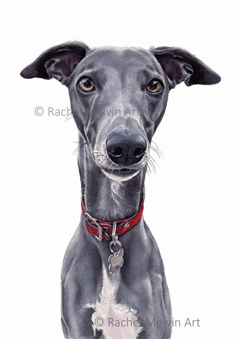 Whippet Greyhound Fine Art Giclée print, wall art, nursery art, greyhound, dog print, dog art, home decor, pet portrait, watercolour whippet